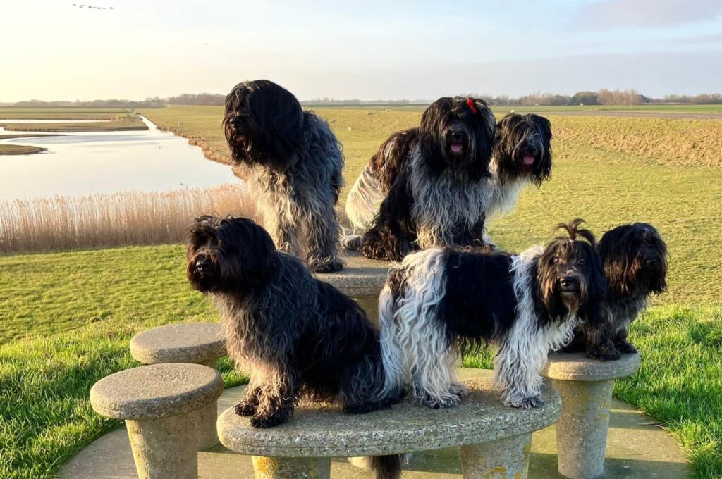 Schapendoezen honden community app