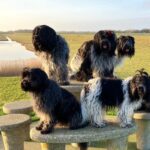 Sheepdog lovers united in one community app