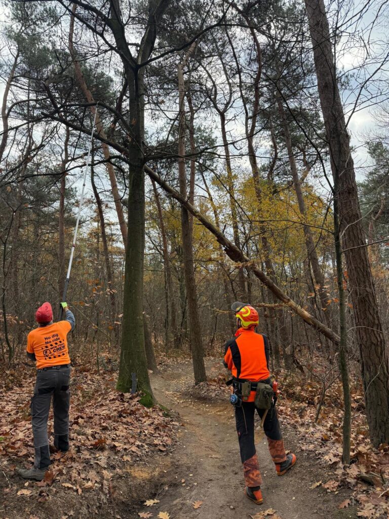 Mountainbike route Utrechtse Heuvelrug wordt onderhouden door vrijwilligers tijdens het snoeien